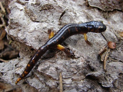 iNaturalist observation photo of Sierra Nevada Ensatina