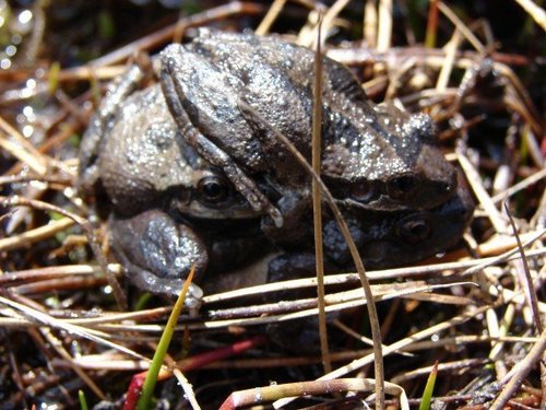 iNaturalist observation photo of Pacific chorus frog