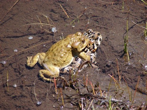 iNaturalist observation photo of Yosemite Toad