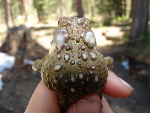 iNaturalist observation photo of Yosemite Toad