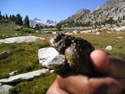iNaturalist observation photo of Yosemite Toad