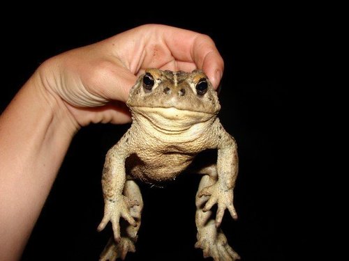 iNaturalist observation photo of California Toad