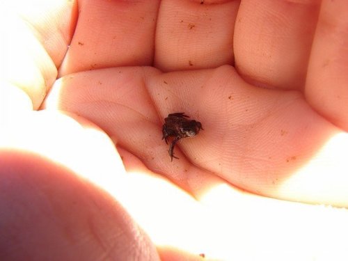 iNaturalist observation photo of North American Toads