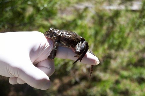 iNaturalist observation photo of Yosemite Toad