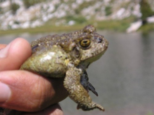 iNaturalist observation photo of Yosemite Toad