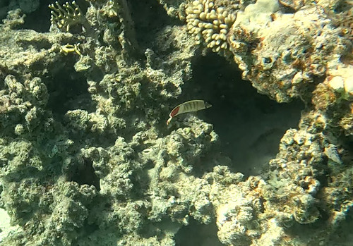 Chaetodon paucifasciatus