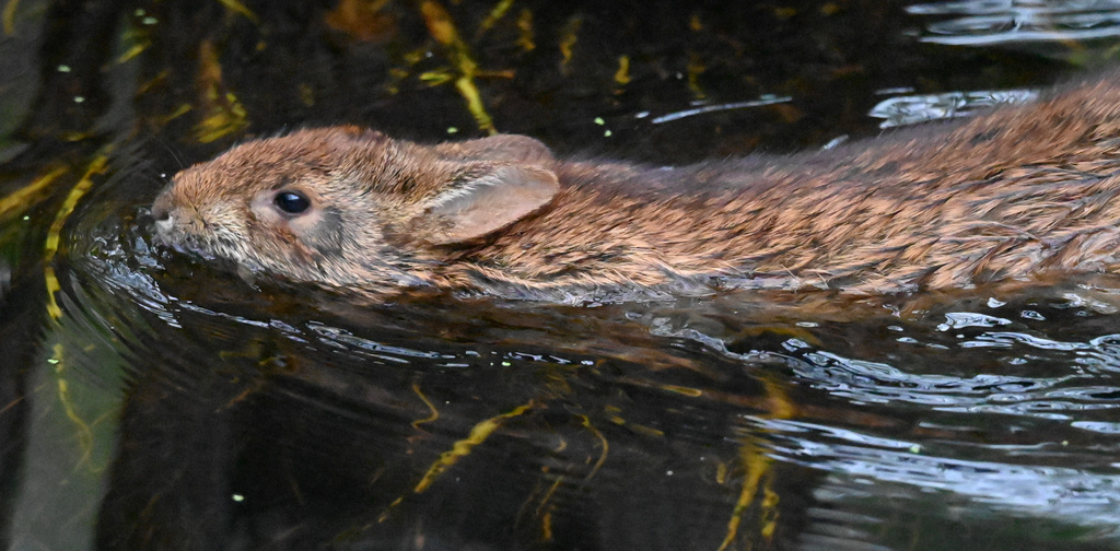 Marsh Rabbit from Palm Beach County, FL, USA on March 17, 2026 at 02:33 ...