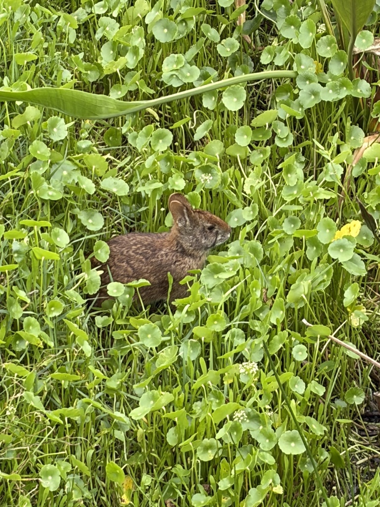 Wild Rabbits In Florida Marsh Rabbit from Hagen Ranch Rd, Boynton Beach, FL, US on March 17 ...