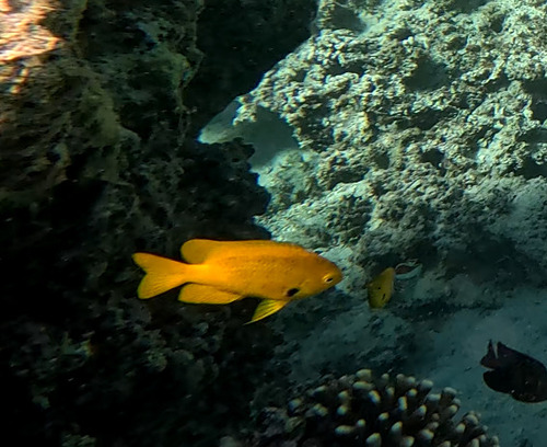 Pomacentrus sulfureus