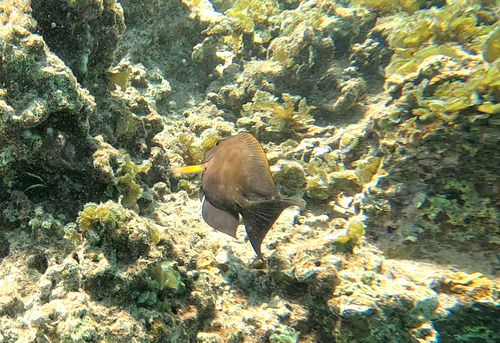 Ctenochaetus striatus