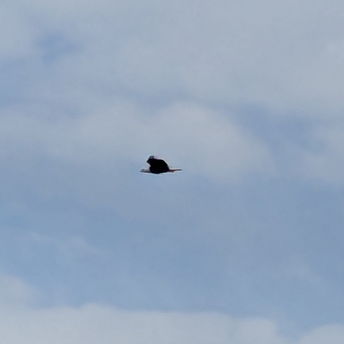 iNaturalist observation 2026-03-18