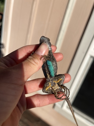 iNaturalist observation photo of Western Fence Lizard