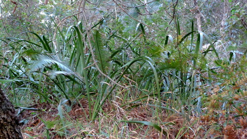 Hesperaloe malacophylla