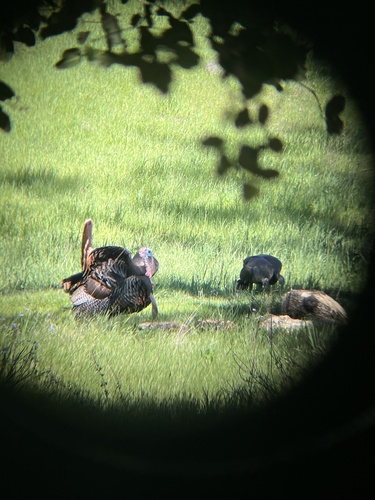 iNaturalist observation photo of Wild Turkey