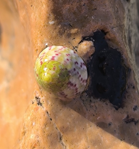 Steromphala rarilineata