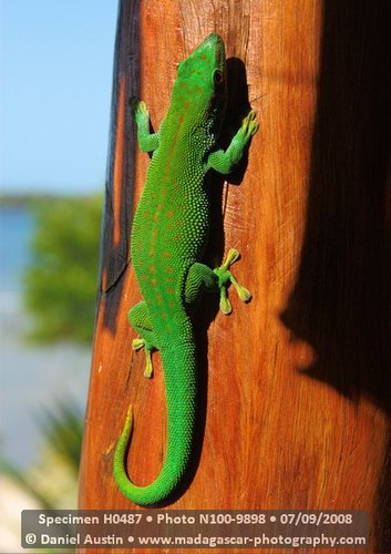 Madagascar Day Gecko