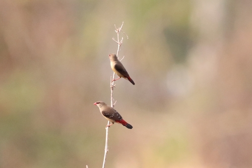 Red Avadavat