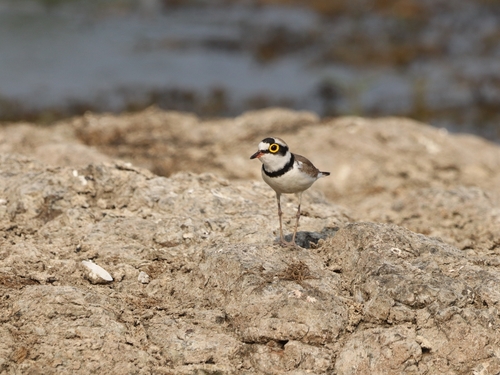 Little Ringed Plover