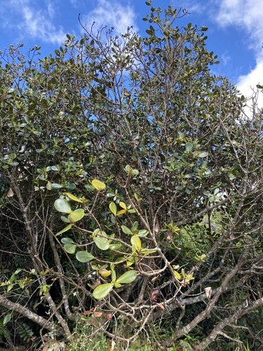 Clusia clusioides (Griseb.) D' Arcy