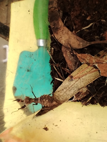 Southern Boxer Bark Mantis