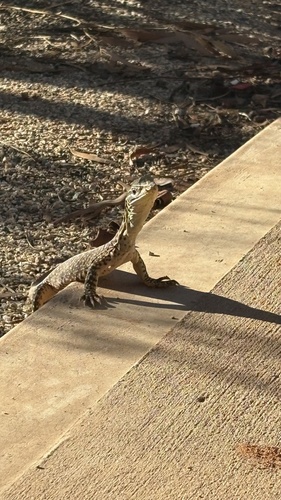 Western Argus Monitor