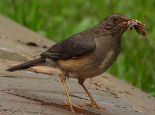 African Thrush