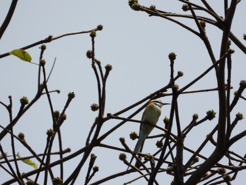 White-throated Bee-eater