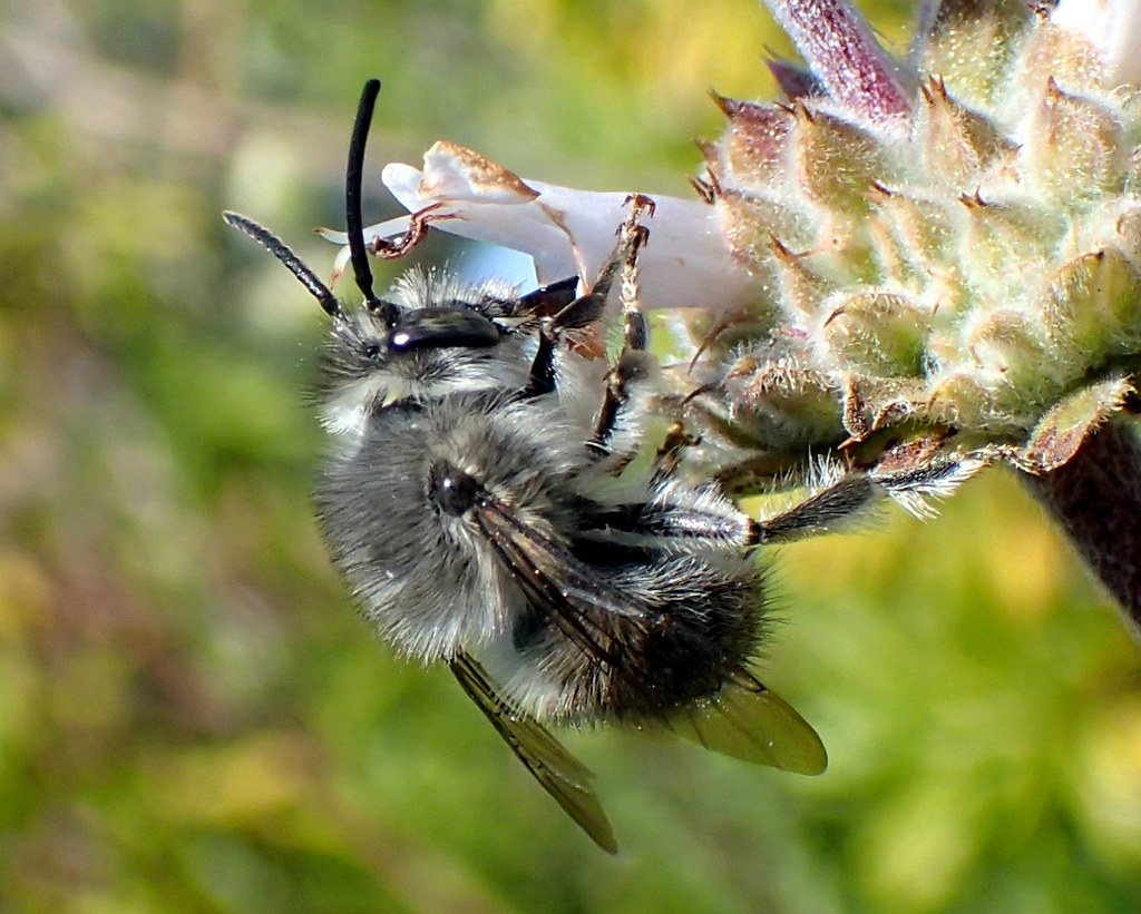 Alkali bee