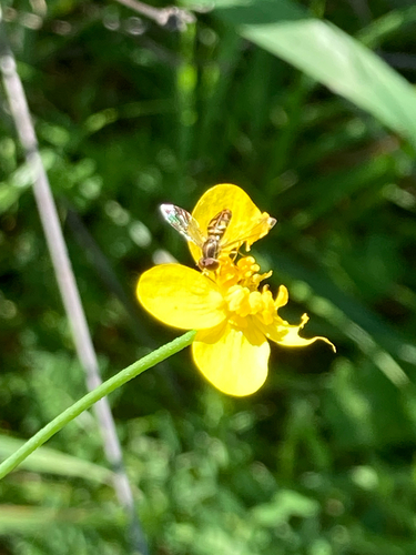 Unknown species found near Santa Rosa, CA, US