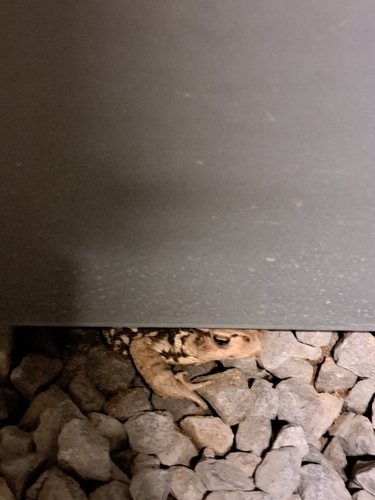 Asiatic Toad