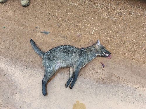 Crab-eating Fox