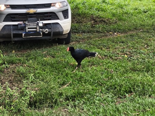 Razor-billed Curassow