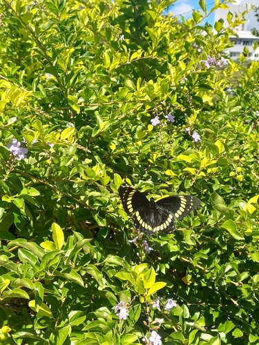 Scamander Swallowtail