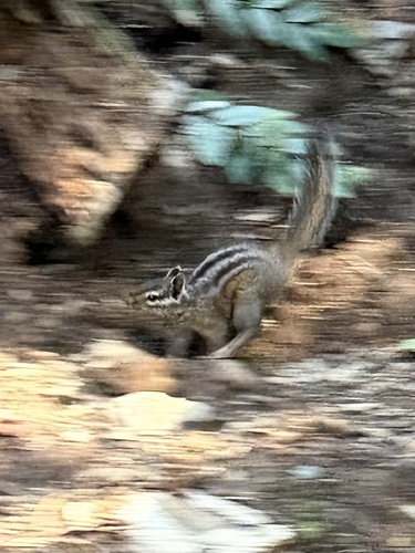 Siskiyou Chipmunk observed by salamander_breadcrumbs