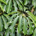 Heptapleurum actinophyllum - Photo (c) P Buchwald, כל הזכויות שמורות, uploaded by P Buchwald