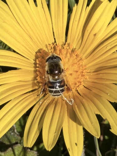 Unknown species found near Arcata Marsh and Wildlife Sanctuary, Arcata, CA, US