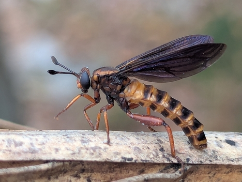 Unknown species found near Alafaya, FL 32826, USA