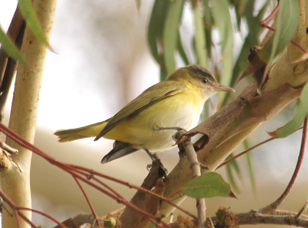 Yellow-green Vireo