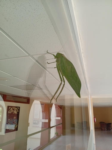 Stilpnochlora azteca