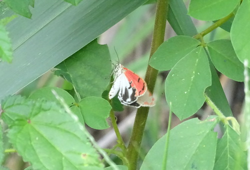 Ornate Bella Moth