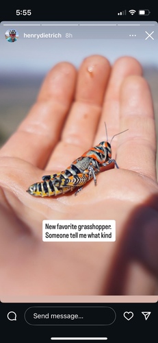 Rainbow Grasshopper