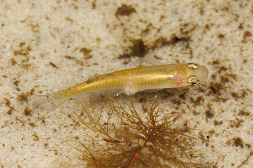 Gambusia holbrooki