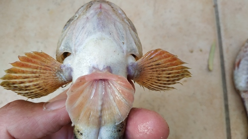 Giant Goby