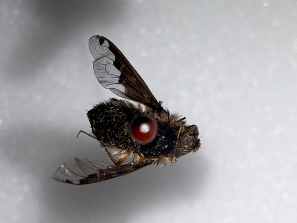 Scymba Insect Hemipenthes scylla in March 2026 by Noah Dow · iNaturalist