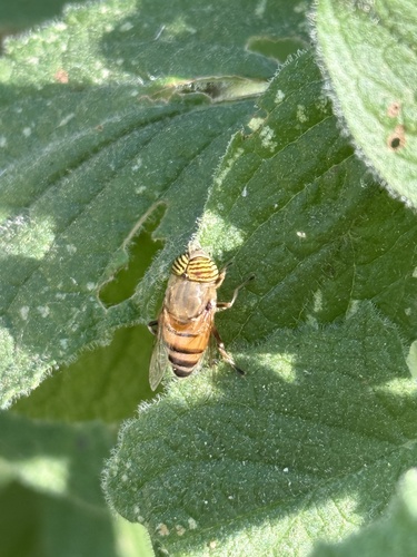 Unknown species found near Vineyard Trail, Sylmar, CA, US