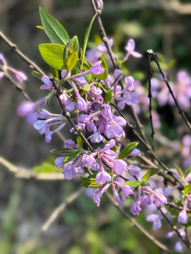 lilac daphne