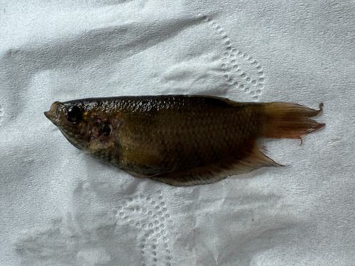 Fork Tailed Paradisefish