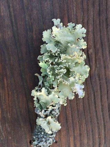 powdered ruffle lichen