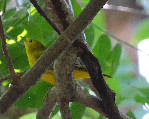 Mangrove Yellow Warbler (Setophaga petechia)