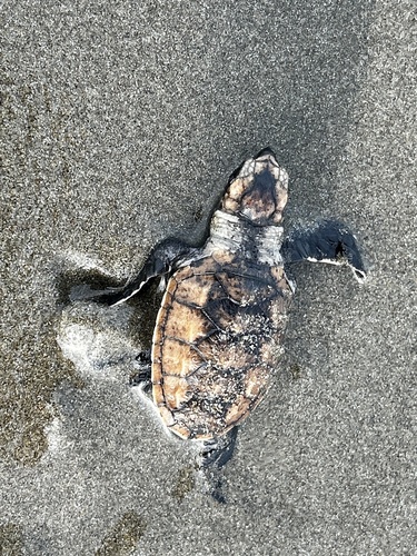 Eretmochelys imbricata
